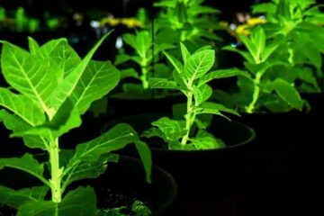 Científicos chinos crean plantas como las de ‘Avatar’ para alumbrar ciudades sin electricidad