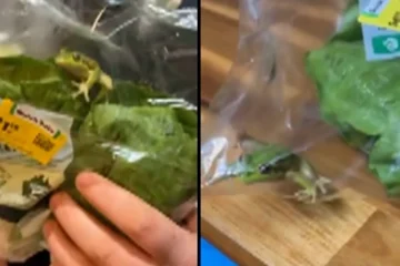 Greg, la sorpresa viva dentro de una bolsa de ensalada en Australia