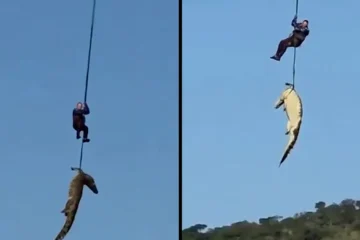 La curiosa búsqueda de una desaparecida… Hasta en las tripas de un cocodrilo