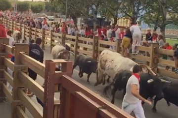 Un herido por asta de toro en el primer encierro de las fiestas de Tudela (Navarra)