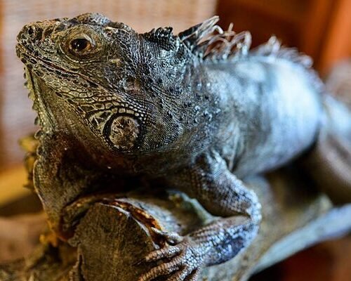 Detienen a una rusa en el aeropuerto de Ecuador con 32 iguanas vivas en su equipaje