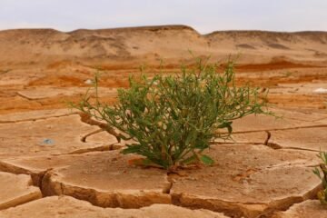 El agua: un factor crítico para la resiliencia  de las empresas
