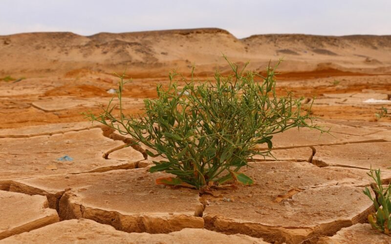 El agua: un factor crítico para la resiliencia  de las empresas