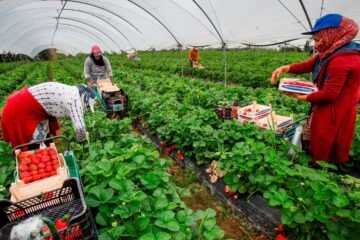 España aumentará el número de temporeros marroquíes que trabajan en las campañas agrícolas