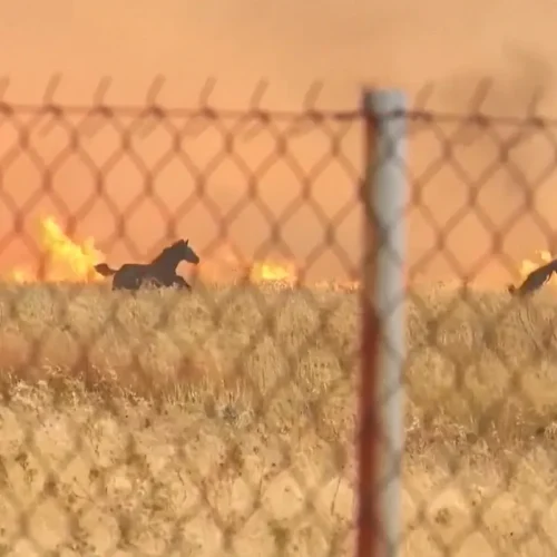 Unos caballos huyen desesperadamente de las llamas en Grecia