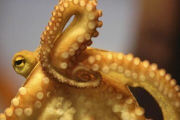 Marruecos aumenta un 13% la cantidad de pulpo pescado en esta temporada