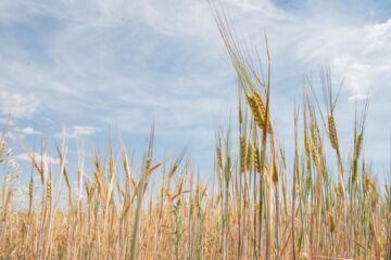 La FAO alerta sobre la subida de los alimentos